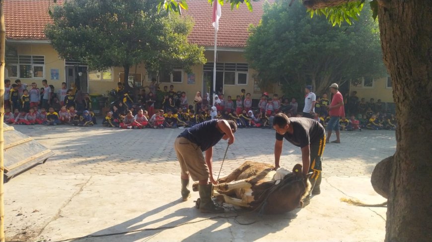 PENYEMBELIHAN HEWAN KURBAN SDN KREMBUNG 1