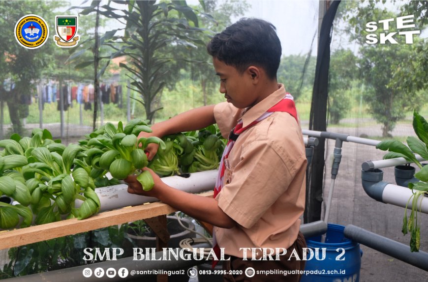 Panen Raya Hiroponik oleh Santri SMP Bilie